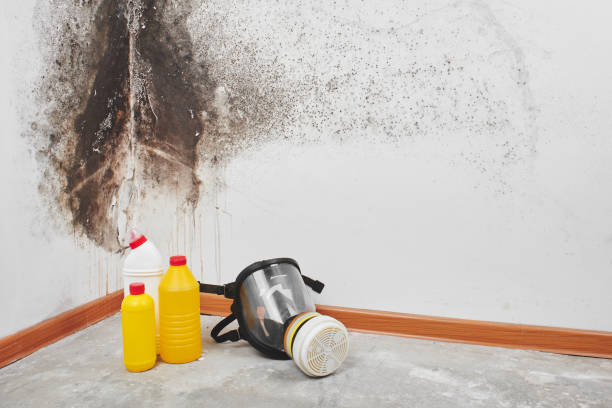 Best Mold Removal Near Me  in Suncrest, WA