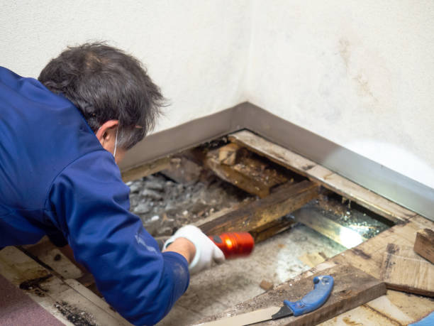 Best Certified Mold Removal  in Suncrest, WA