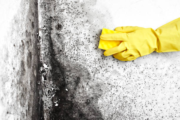 Best Fast Mold Removal  in Suncrest, WA