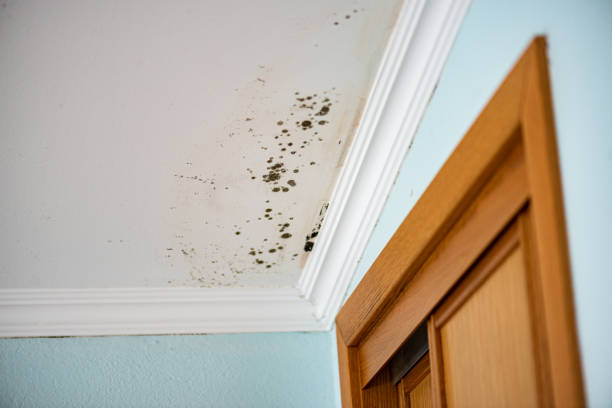 Crawl Space Mold Removal in Suncrest, WA