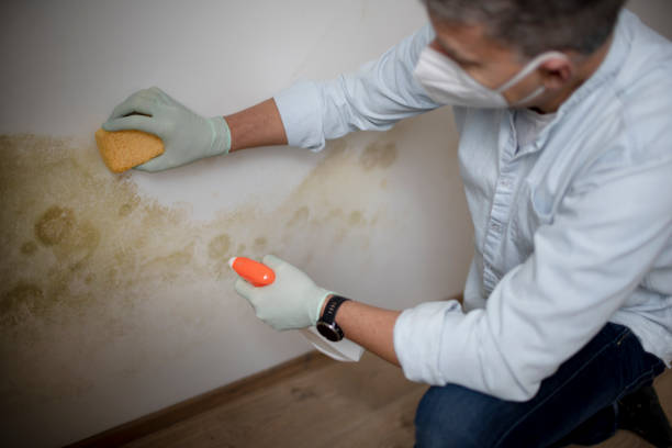Best Mold Damage Repair  in Suncrest, WA