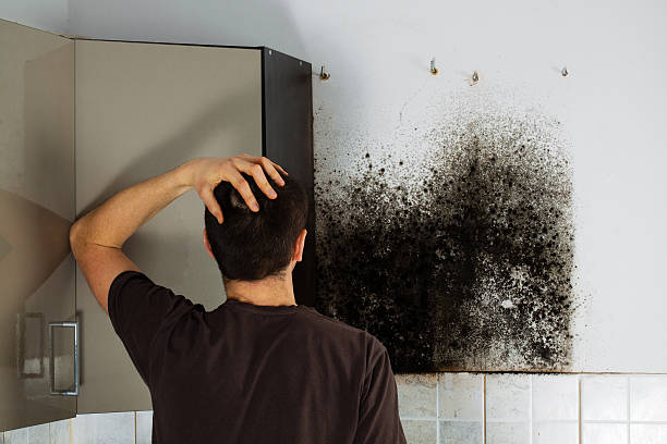 Best Attic Mold Removal  in Suncrest, WA